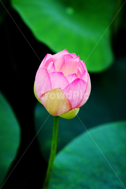연꽃,꽃봉우리,꽃,flower,blossom,plant,lotus,불교,식물,자연,plants,nature,꽃,flower