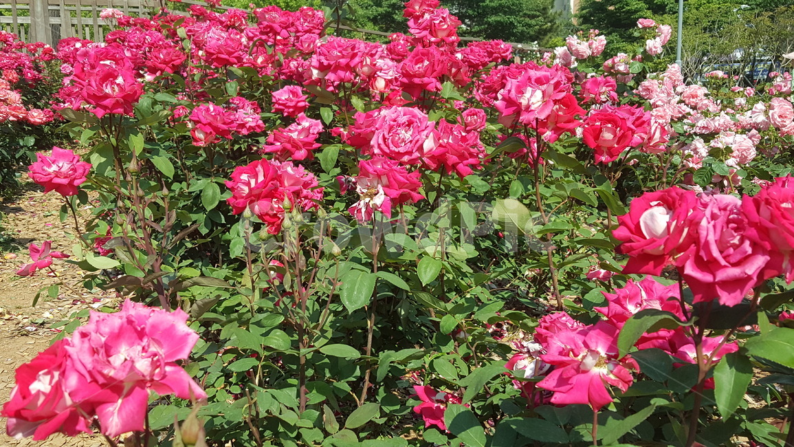 자연,환경,장미,꽃,화명동장미공원,장미공원,flower,rose,tree,나무,자연환경
