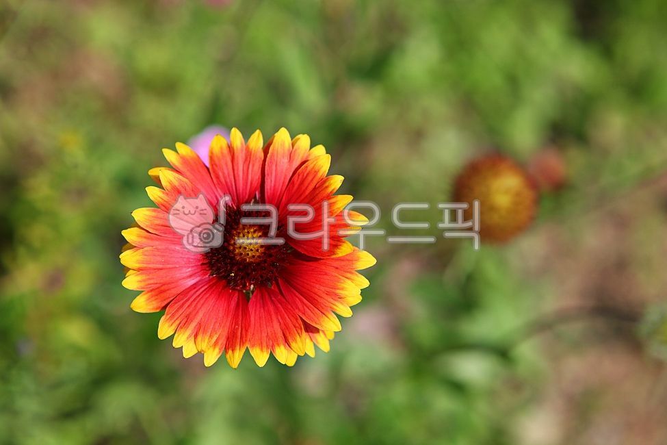 국화,꽃,꽃잎,국화꽃,식물,자연