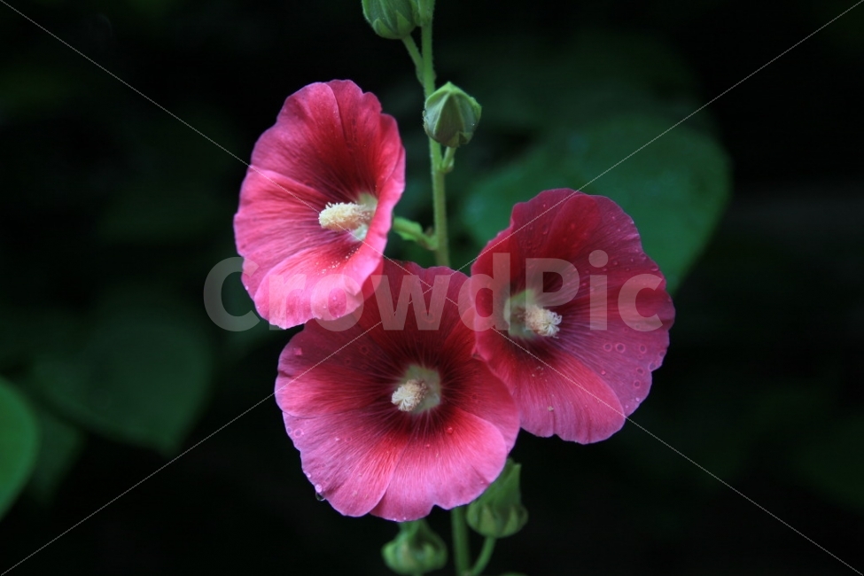 누끼,봄,접시꽃,아침,사랑,연인,미련,식물,자연,plants,nature,꽃,flower