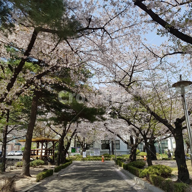 봄풍경,봄,벚꽃,풍경,자연
