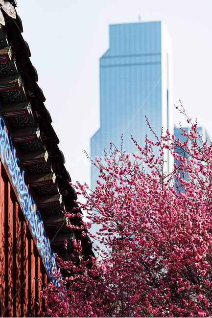 홍매화,봉은사,서울,사찰,빌딩,도심,봄,계절,spring,season,한국전통,한국문화,korean traditional,korean culture,식물,자연,plants,nature,꽃,flower,건축물,건물외관,exterior,building,structure,architecture,construction,plant