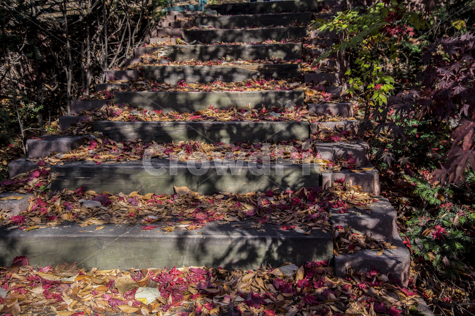 가을,나무,낙엽,숲,쓸쓸,고독,울창,돌,계단,가을,계절,fall,autumn,season