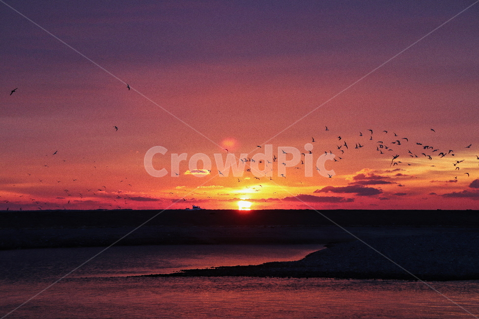 일출,새해,해돋이,경주,바다,nature,자연,outdoors,옥외,배,sea,sun,sunrise,bird,붉은하늘,구름,붉은구름,redsky,자연,풍경,nature,landscape