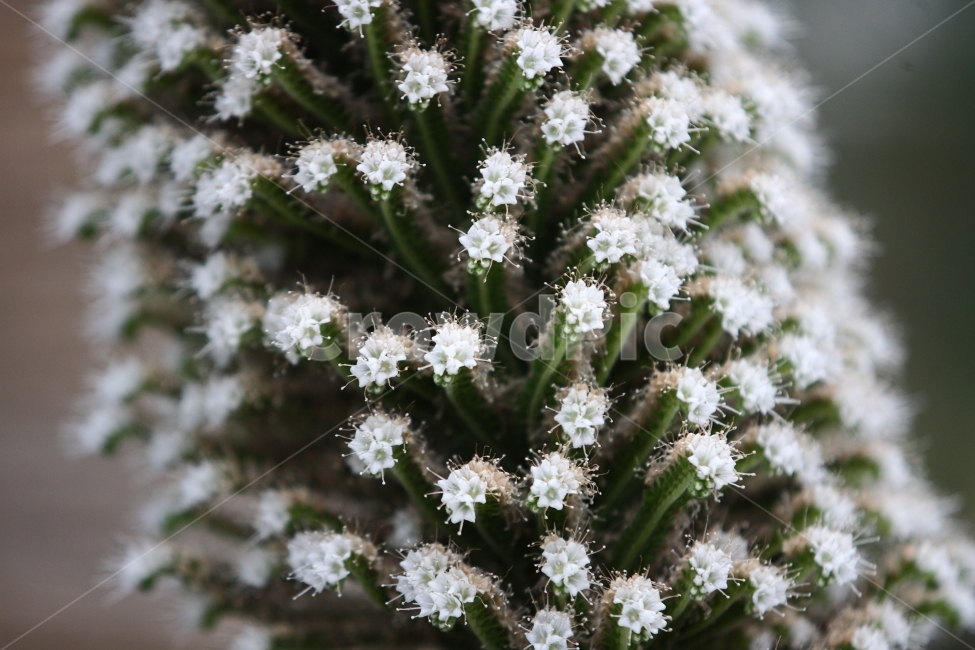 꽃,자연,식물,봄,여행,들꽃,식물,자연,plants,nature,꽃,flower