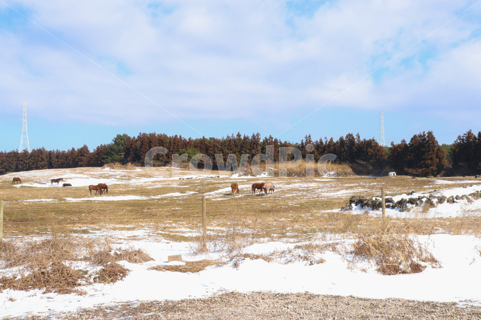 말,눈,목장,제주도,겨울,자연,하늘,구름,옹기종기,nature,tree,나무