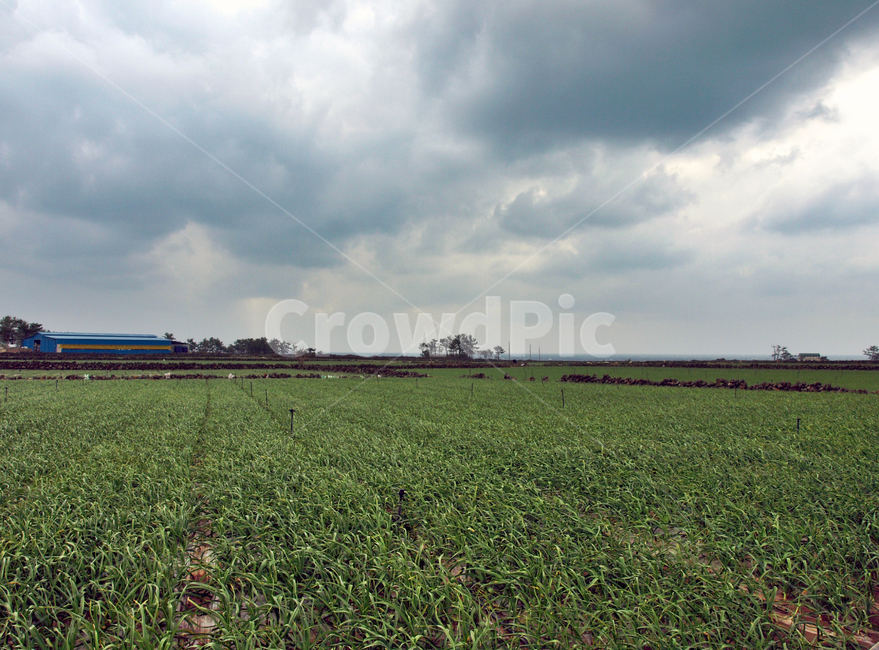 마늘밭,밭,올레12코스,올레길,제주,서귀포시,농작물,산업,industry,industrial,농업,농사,agriculture,farming,farming industry