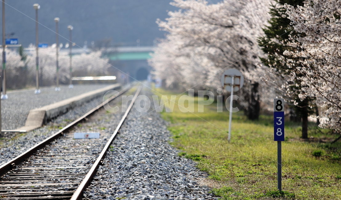 봄, 벚꽃, 기찻길, rail, railway, 사진,이미지,일러스트,캘리그라피 - Norion3bs작가