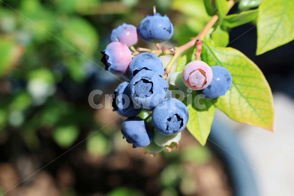 블루베리,블루베리열매,블루베리과일,블루베리재배,블루베리농사,과일,열매,fruit,농업,농사,agriculture,farming,farming industry
