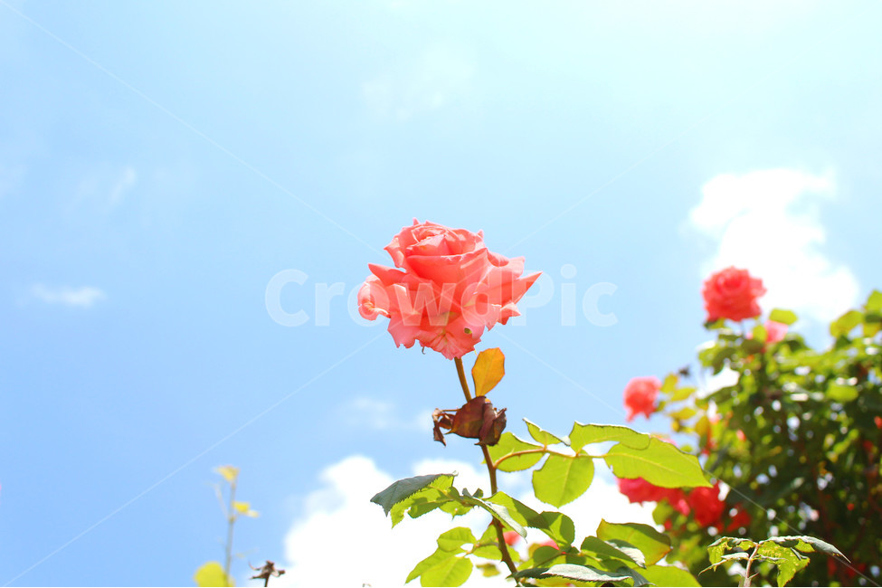꽃,장미,감성사진,자연,풍경,풍경사진,flower,rose,여름,식물,자연,plants,nature,꽃,flower,색깔,색상,색채,색감,color sense,color sensitivity,feeling of color
