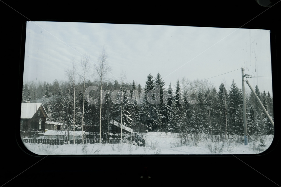 나무,전나무,기차,창문,겨울,겨울,계절,winter,season