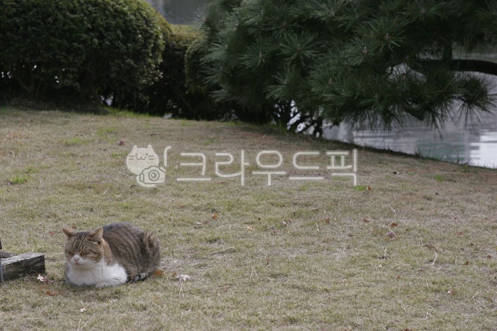 japan,japanese garden,stray cat,Tokyo,cat,animal,garden,pet