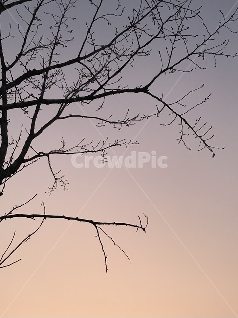 나무,노을,하늘,오후,저녁,식물,자연,plants,nature,나무,trees,wood