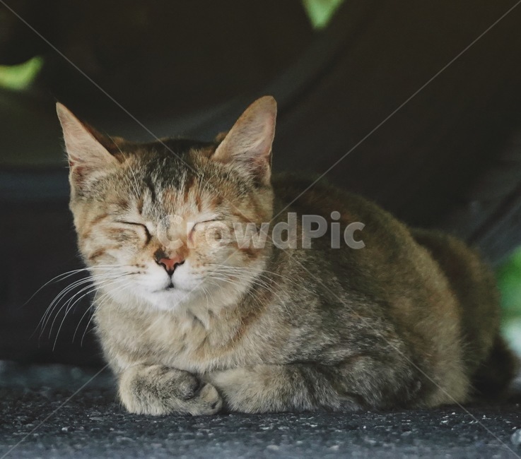 고양이,길고양이,길냥이,cat,streetcat,동물,animal,포유류,mammal,고양이,cat,kitten,kitty