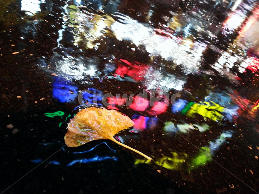 은행,비,비내리는밤,풍경,은행잎,풀잎,비내리는풍경,비오는날,촉촉,아련,감성사진,감성,은행나무,쓸쓸