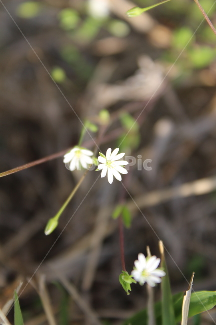 야생화,들꽃,들에핀꽃,야생에핀꽃,작은꽃,근접촬영,식물,자연,plants,nature,꽃,flower