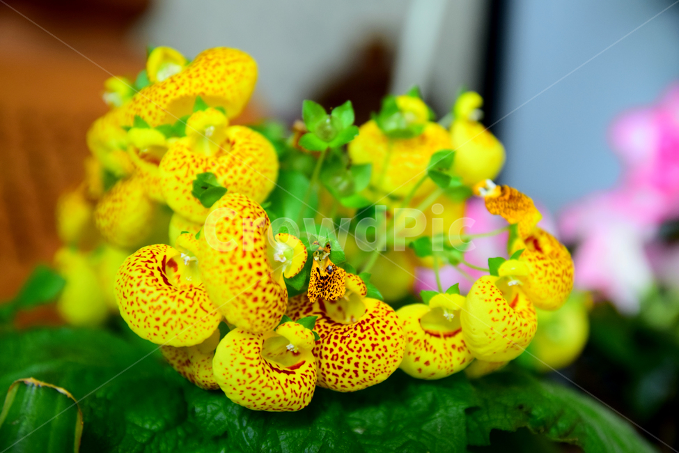 복주머니꽃,주머니꽃,칼세올라리아,칼세오라리아,꽃,노란꽃,식물,blossom,flower,calceolaria,yellow,식물,자연,plants,nature,꽃,flower