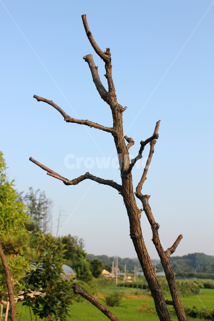 나무,나뭇가지,식물,자연,갈색,브라운,하늘,낮,앙상한,마른,죽은나무,가지,시골,시골풍경,파랑,블루,파란색