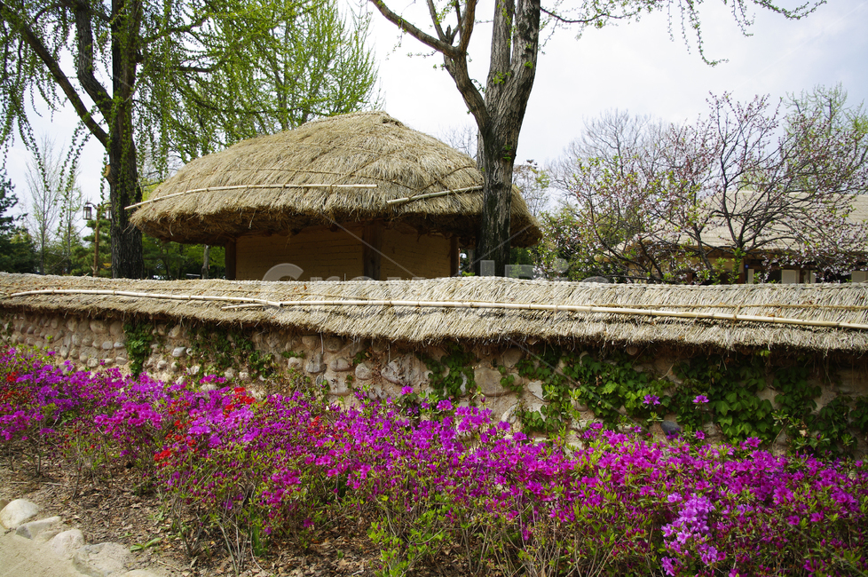 초가집,전통가옥,건축,traditional,철쭉,꽃,flower,계절,봄,spring,담장,나무,한국전통,한국문화,korean traditional,korean culture,건축물,건물외관,exterior,building,structure,architecture,construction
