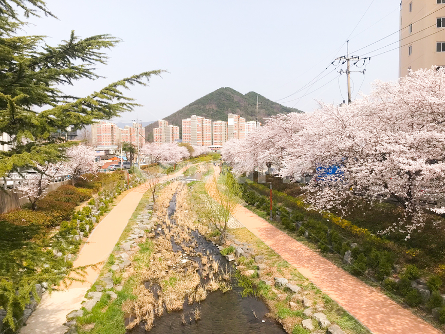 벚꽃,sakura,벚나무,봄,꽃,봄꽃,flower,분홍색,핑크색,식물,자연,나무,tree,cherryblossom,체리블라썸,도시,아파트,산책,산책길,봄,계절,spring,season,plant
