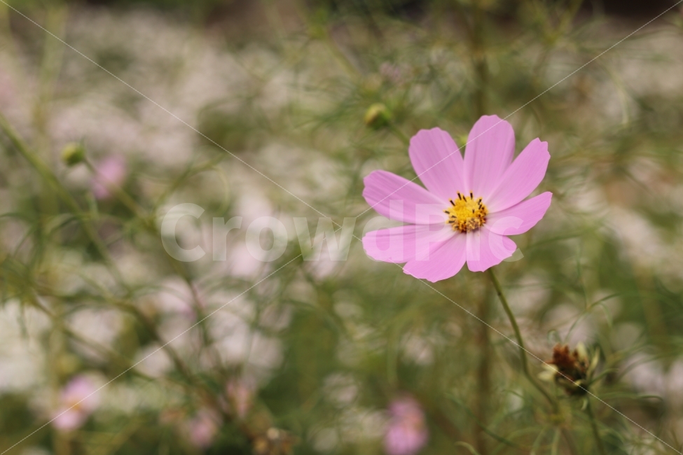 코스모스,cosmos,가을,가을꽃,flower,fall,autumn,캐논200D,canon200D,가을,계절,fall,autumn,season,식물,자연,plants,nature,꽃,flower,감성,sensible,feeling,plant,petal,꽃잎,blossom