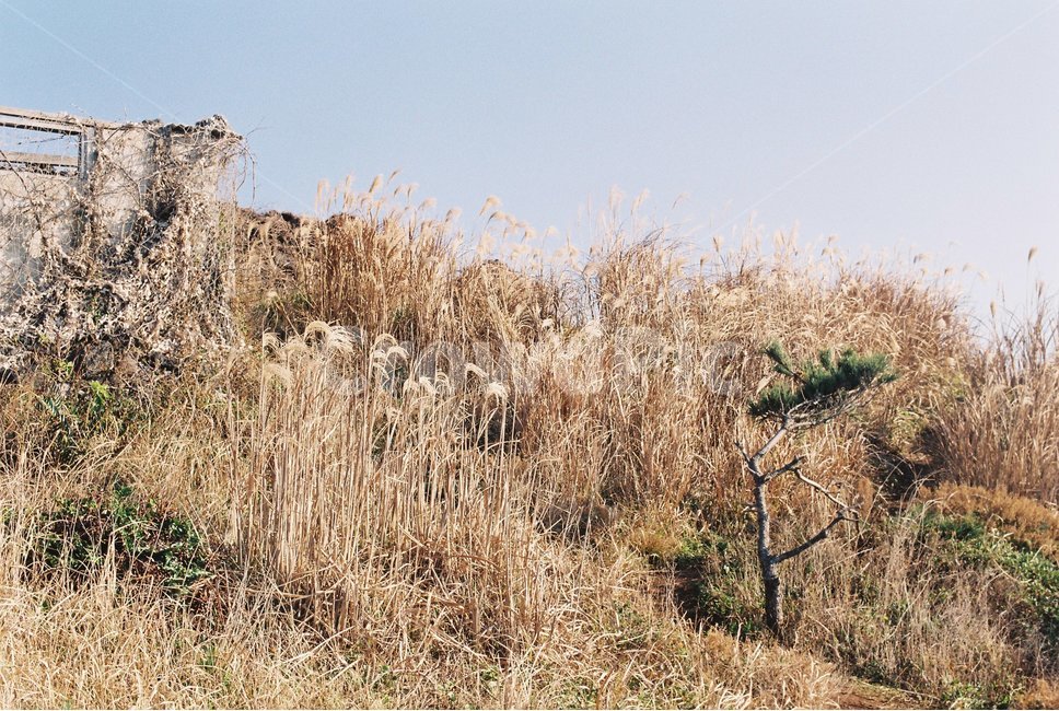 섬,갈대,배경,바람,제주도,필름카메라,필름사진,film,filmpic,filmcamera,가을,계절,fall,autumn,season,자연,풍경,nature,landscape
