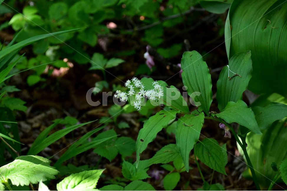풀솜대,야생화,꽃,식물,자연,생태,플라워,flower,plants,nature,식물,자연,plants,nature,꽃,flower