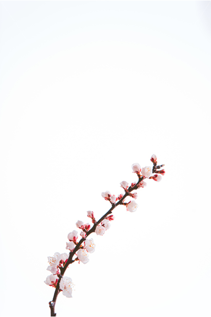 벚꽃,매화,꽃봉오리,봄,꽃,꽃구경,봄,계절,spring,season,식물,자연,plants,nature,꽃,flower,누끼,remove background,plant,blossom
