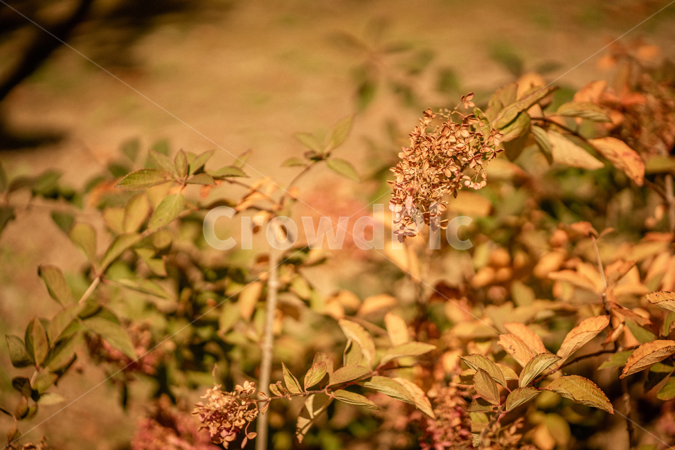 가을,햇빛,꽃,들꽃,감성,공원,식물,보라,접사,배경흐림,식물,자연,plants,nature