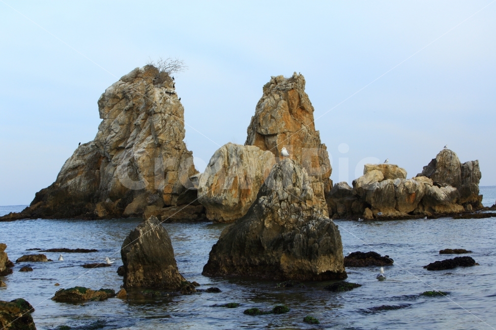 정동진,추암해변,촛대바위,바닷가,갈매기,풍경,자연,동해,자연,풍경,nature,landscape,한국자연풍경,한국자연경관,korea nature landscape,동물,animal,조류,새,birds,promontory,곶,outdoors,옥외