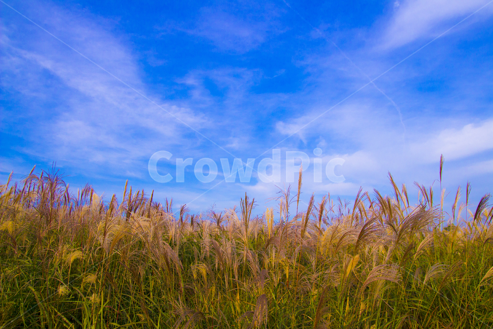 plant,식물,갈대,reed,갈대밭,하늘,하늘공원,sky,weather,날씨,블루데이,자연,식물,자연,plants,nature