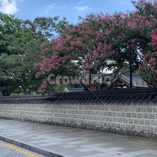 전주,돌담길,한옥,꽃,flower,평화