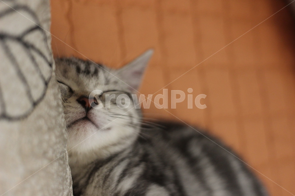 American Shorthair,Ame short,curiosity,Meow,americanshorthair,adult cat,kitty,silver tabby,attractiveness,Pets,kitten,mammal,cat,animal,animals,mammalia,pet