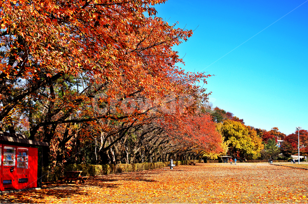 단풍,낙엽,서울대공원,붉은잎,가을,자연,가을,계절,fall,autumn,season,tree,나무,plant,식물,leaf,잎,maple