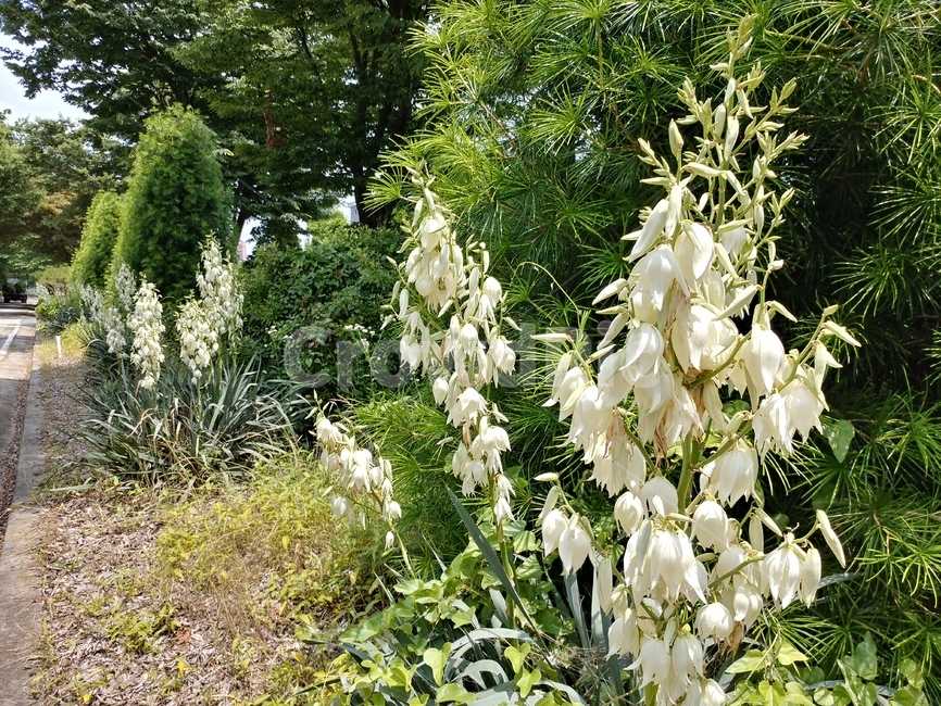 실유카,유카꽃,yucca,실유카꽃,식물,용설란과