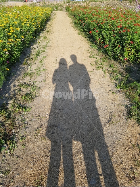 가을,꽃,그림자,커플,데이트,연인,커플,사랑,lover,couple,인물실루엣,사람실루엣,character silhouette,human silhouette,gravel,자갈,dirt road,흙길,road,도로