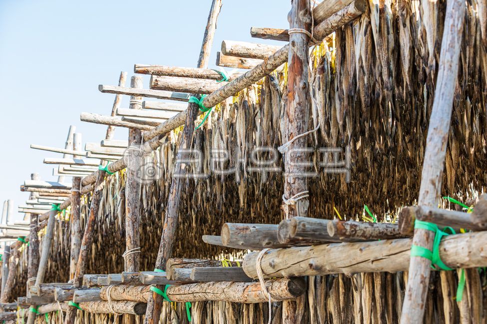 황태덕장,겨울바람,겨울,바람,말린,명태,황태,덕장,강원도,추운,날씨,말린거,말리는,건어물,황태포,황태포무침,황태국,황태찜,황태불고기,황태채,고단백,단백질,겨울식품,식품,대구과,생선,물고기,북태평양,야외,따뜻한,햇살,파란색,하늘,배경,winter,wind,dried,pollack,cold,protein,winterfood,food,gadidae,fish,outdoor,weather,warm,sunlight,driedpollack,theragrachalcogramma,alaskapollock,walleyepollock,gaduschalcogrammus,sky