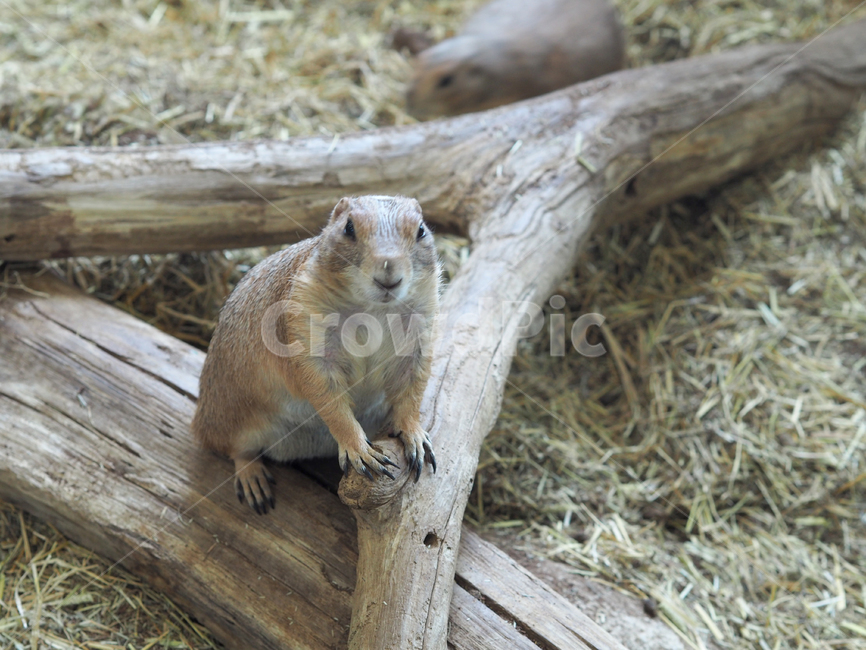 반려동물,애완동물,프레디독,포유류,동물,mammal,animal,동물,animal,포유류,mammal