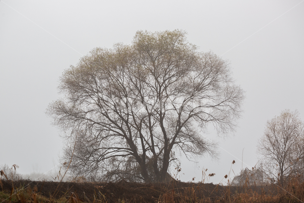 자연,풍경,늦가을,아침,안개,생태공원,몽환적,가을,계절,fall,autumn,season,자연,풍경,nature,landscape,나무,trees,wood,tree,plant,식물,tree trunk,나무 줄기
