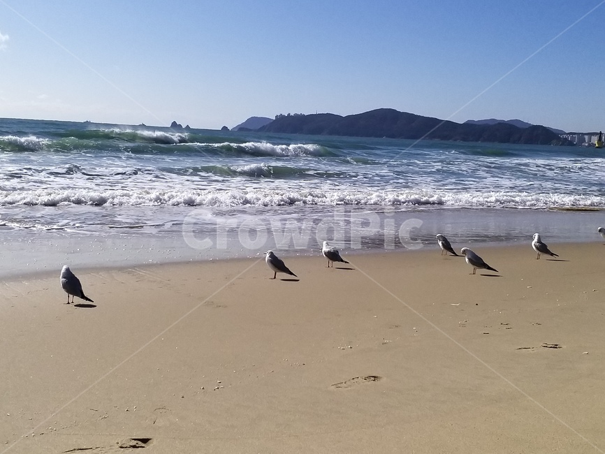 animal,동물,bird,새,water,물,sea,바다,nature,자연