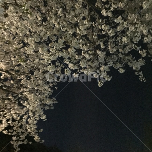 벚꽃,밤벚꽃,야경,봄꽃,벚꽃축제,벚나무