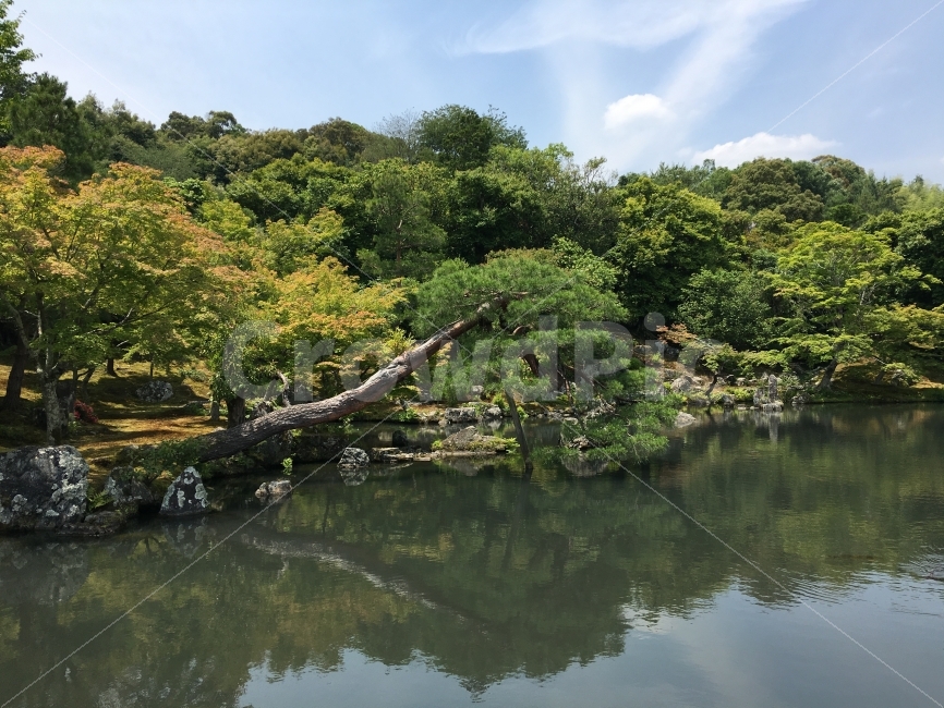 일본,교토,일본식정원,풍경,연못,여행,자연,푸르름,자연,풍경,nature,landscape,여름,계절,summer,season,해외,외국,세계,foreign,oversea,world,water,물,outdoors,옥외,land,땅