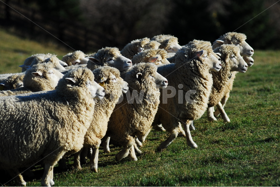대관령,목장,양,동물,방목,동물,animal,포유류,mammal