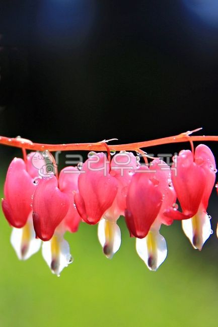 spring flowers,Daeng Gi Meori,plant,bleeding heart,flower
