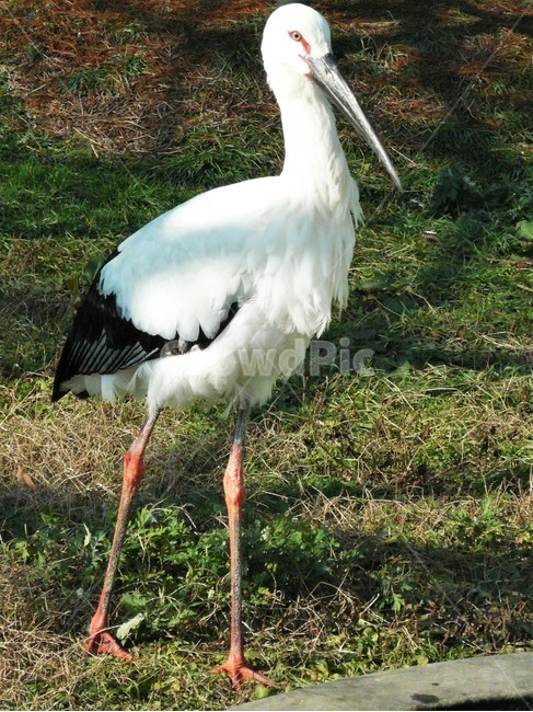 황새,황새과,겨울철새,멸종위기야생생물,천연기념물,야생조류,새,bird,자연