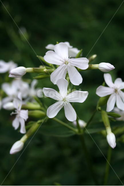 식물,flower,plants,nature,꽃,꽃봉오리,식물,자연,plants,nature,꽃,flower