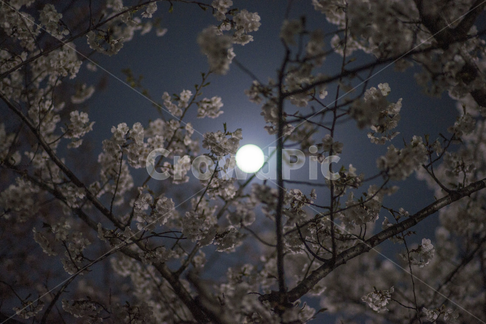 봄,봄꽃,꽃,벚꽃,달,밤,봄,계절,spring,season,야경,밤,풍경,nightscape,night,landscape,식물,자연,plants,nature,꽃,flower,outdoors,옥외