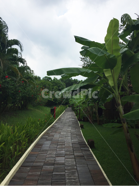 길,야자수,나무,정원,구름,자연,풍경,nature,landscape,arbour,정자,garden,outdoors,옥외
