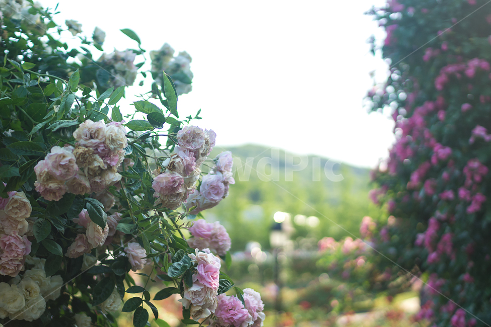 장미,꽃,여름,감성,자연,덩굴,백장미,식물,자연,plants,nature,꽃,flower