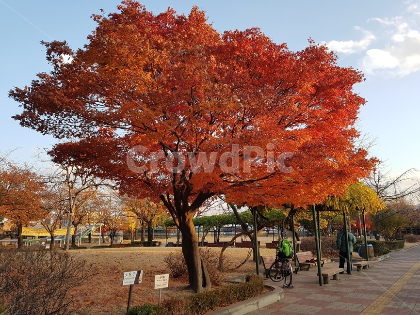 tree,나무,plant,식물,단풍,maple,가을,계절,fall,autumn,season,식물,자연,plants,nature,나무,trees,wood